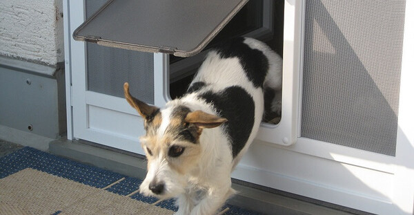 Ein Hund nutzt eine Hundeklappe in einer weißen Haustür zum selbstständigen Hinausgehen.